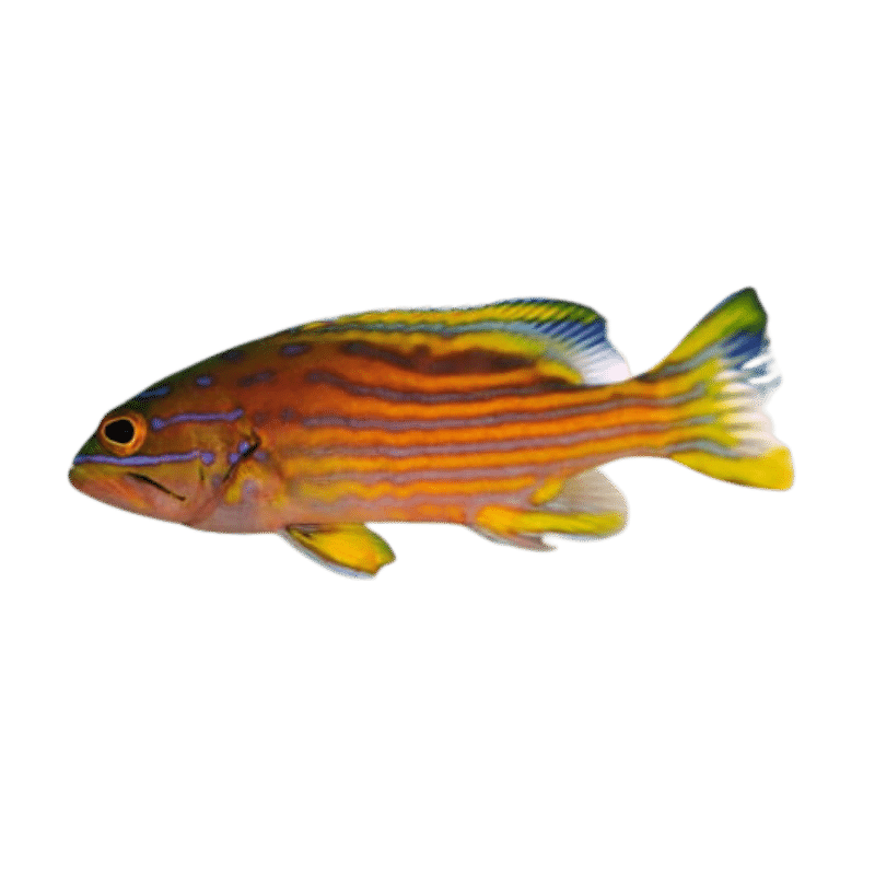 Polleni Grouper 