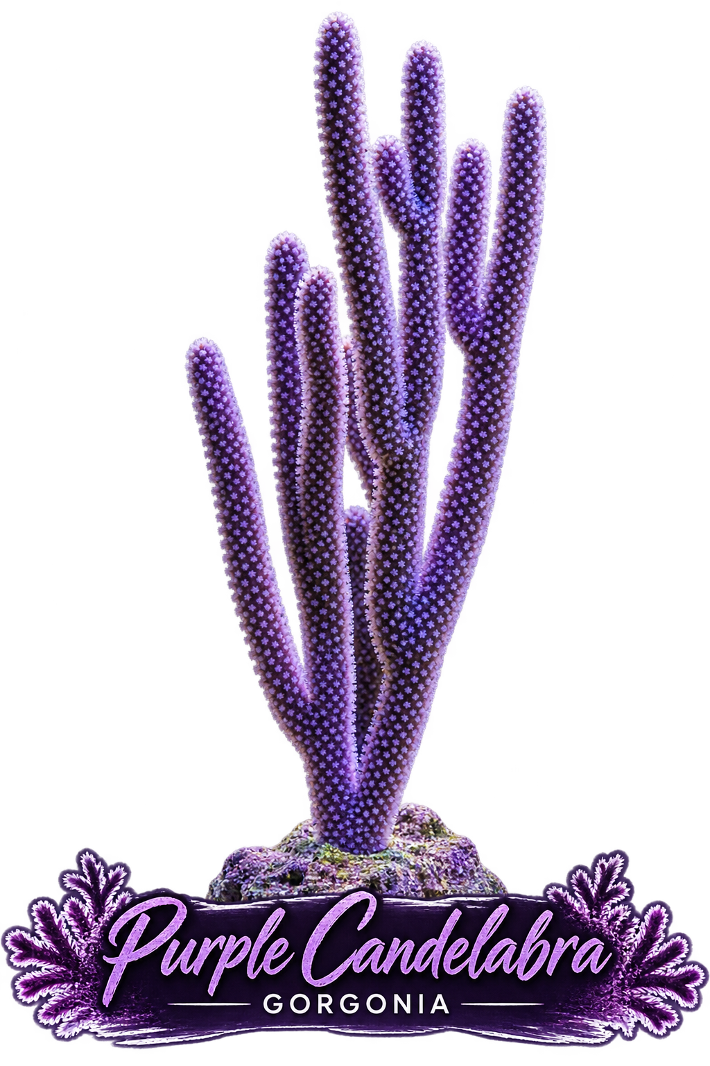 Candelabra Photosynthetic Gorg - Easy to keep