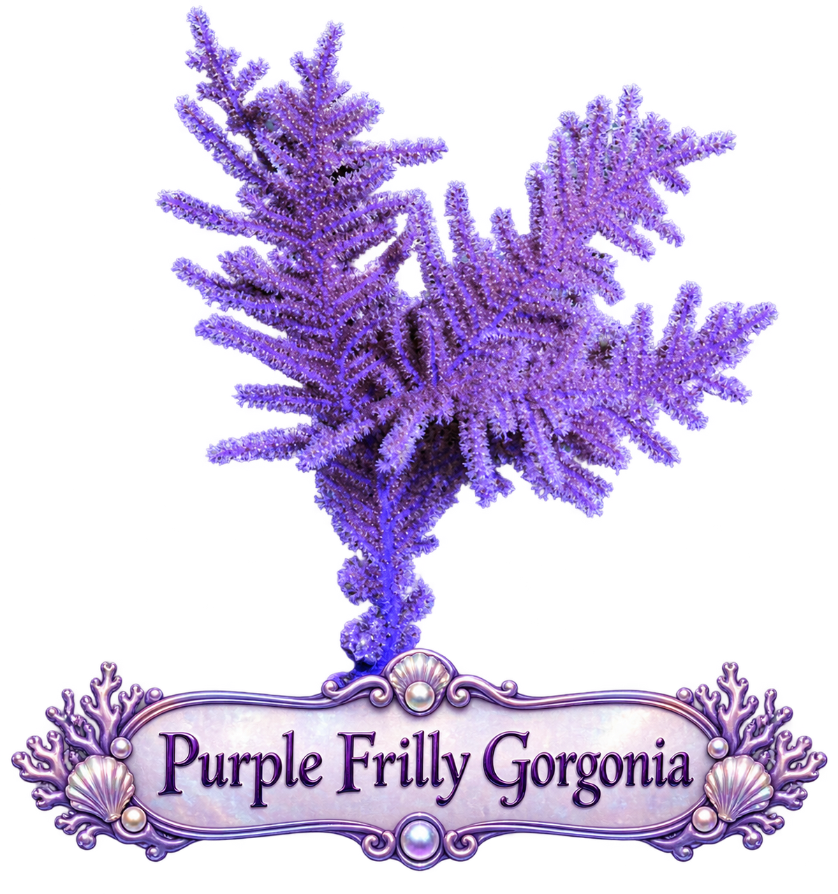 Purple Frilly Photosynthetic Gorg - Easy to keep