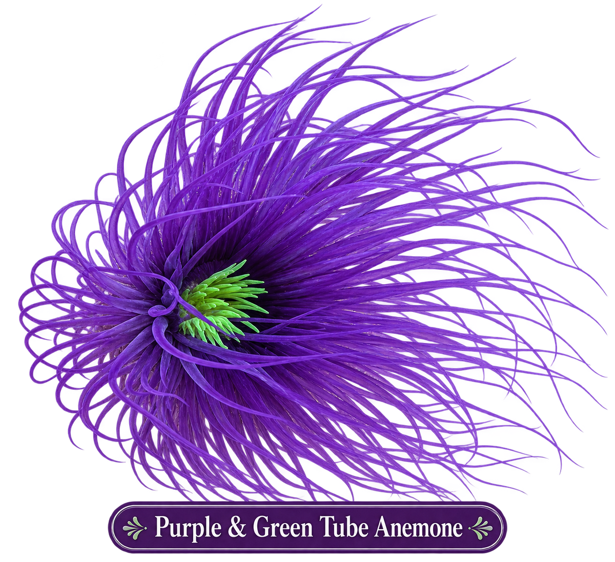 Tube Anemone - Purple & Neon Green Centre