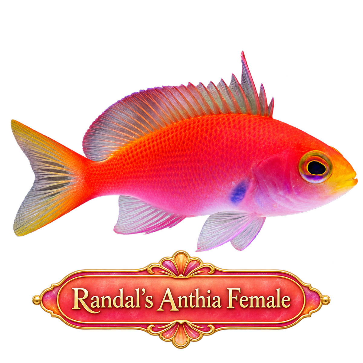 Randal's Anthia Female