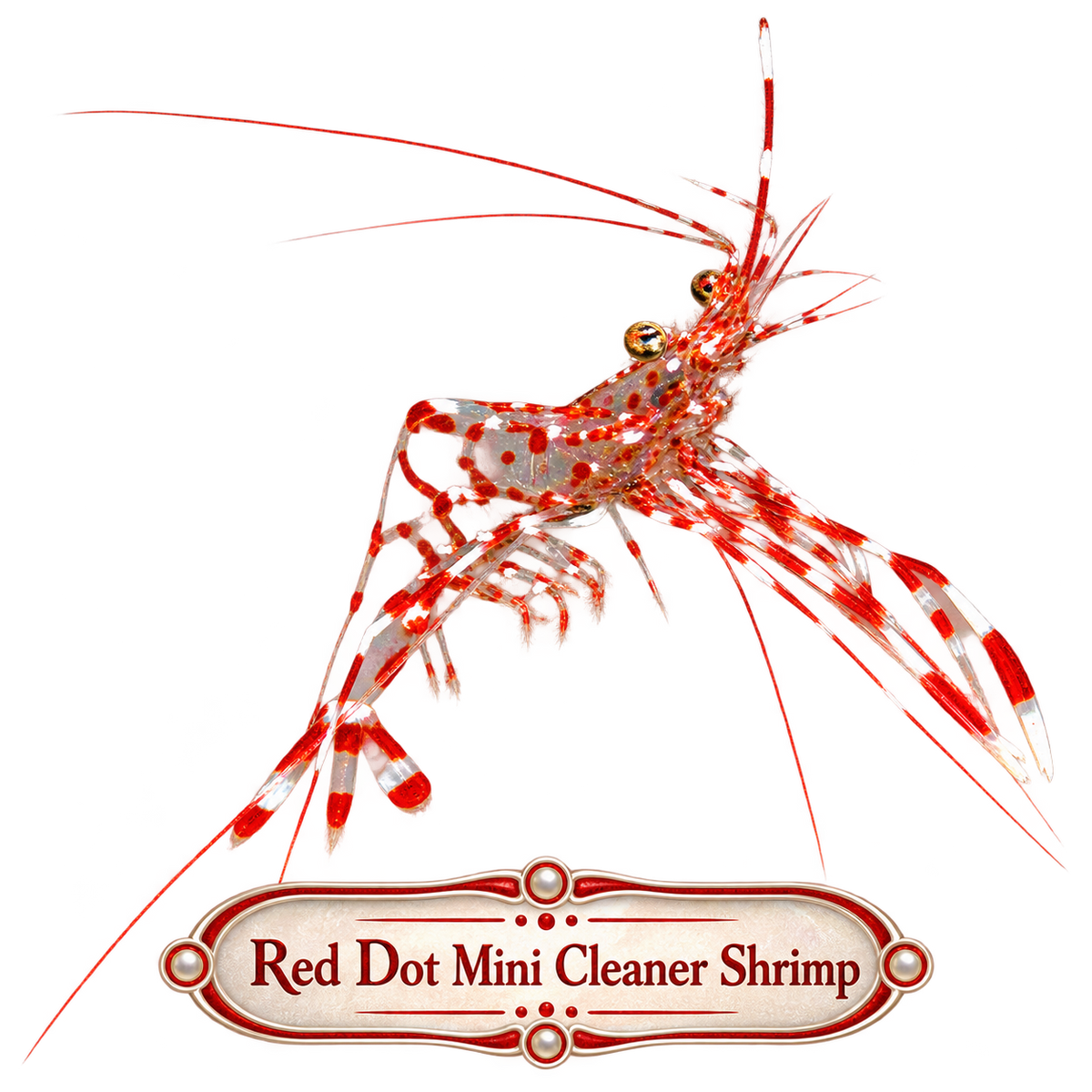 Red Dot Mini Cleaner Shrimp