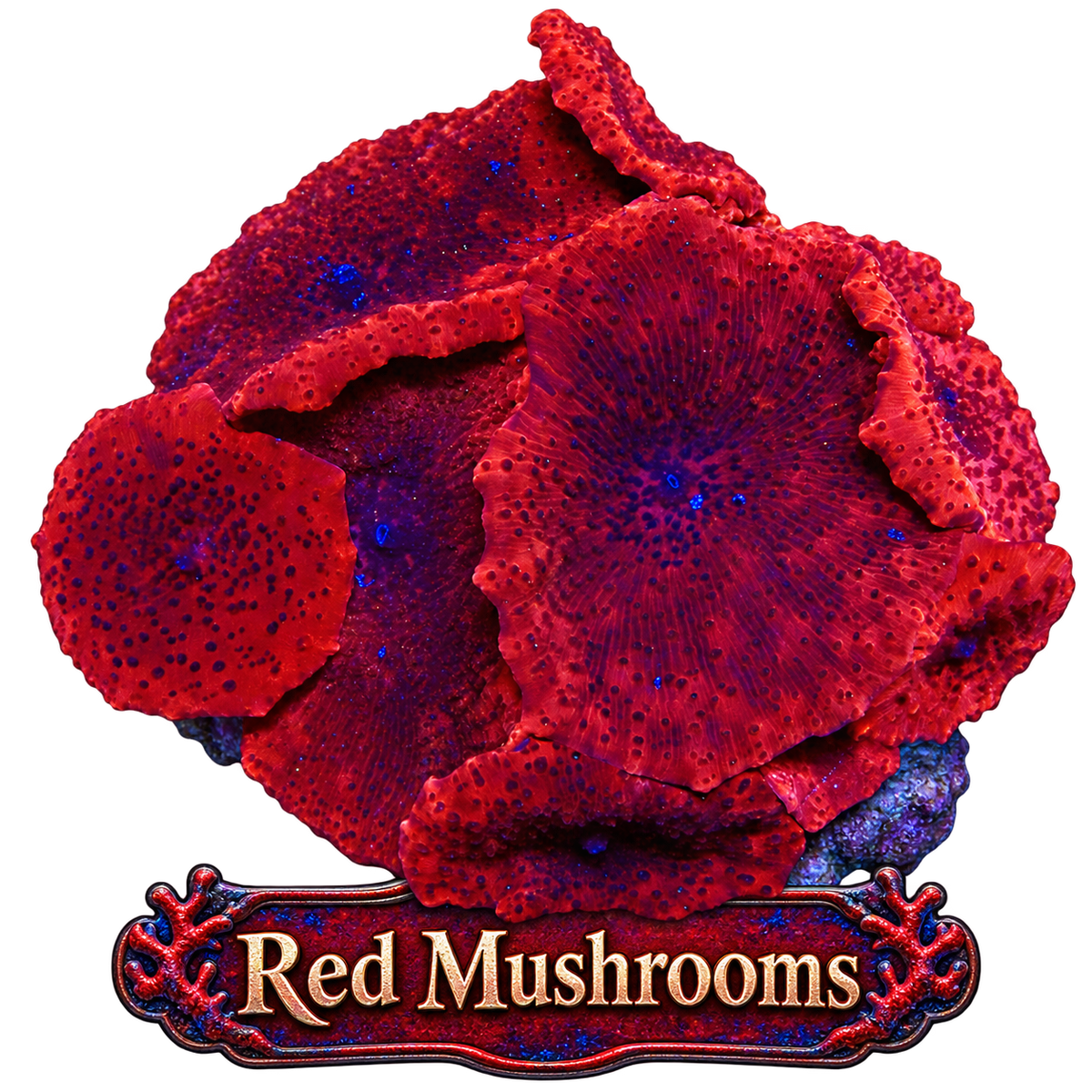 Red Discosoma Mushroom