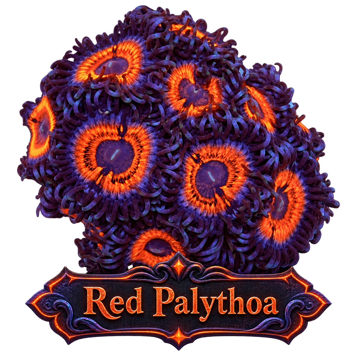 Red Paly Zoa
