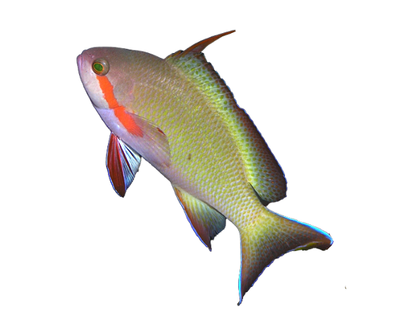 Red Cheek Anthia Female Large