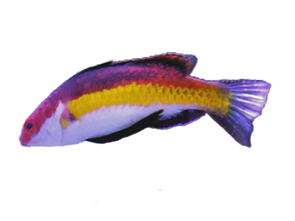 Black fin Fairy Wrasse M