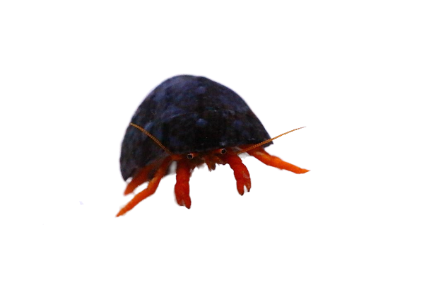 Red Dwarf Hermit crab