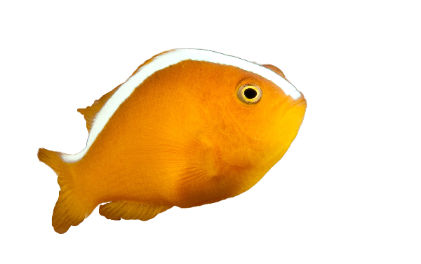 Orange Skunk Clownfish M