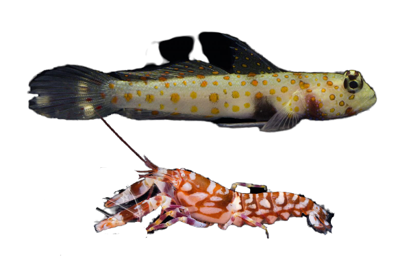 Orange Spot Prawn Goby + Tiger Pistol PAIR
