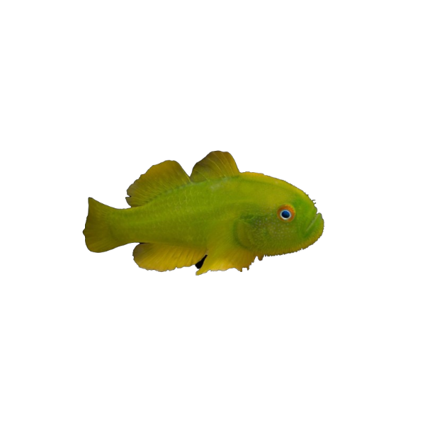 Green Birdnest Clown Goby