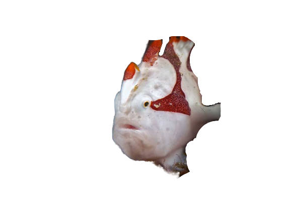 Warty Frogfish - White & Pink