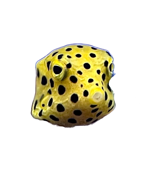 Yellow Boxfish S