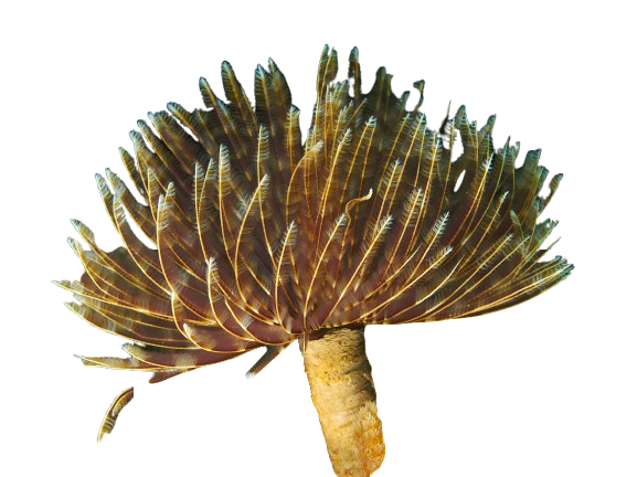 Feather Dusters
