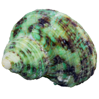 Pacific Turbo