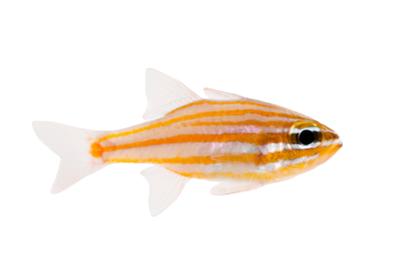 Yellowstriped Cardinalfish