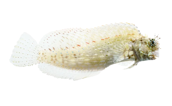 Lawnmower Blenny L