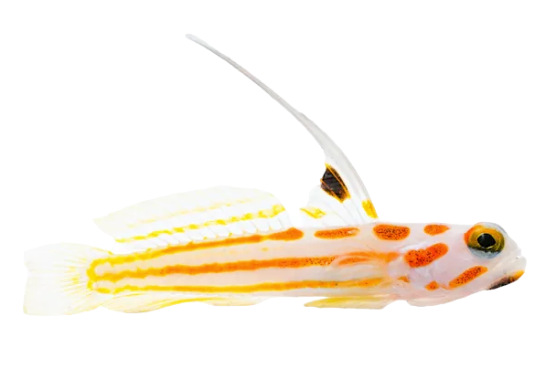 Yasha Haze Shrimp Goby