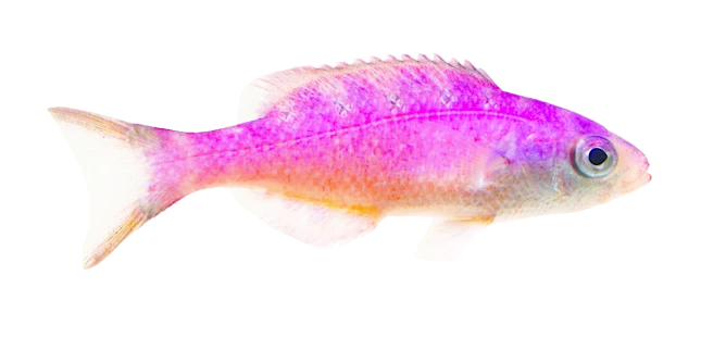 Creole Wrasse - Juvi