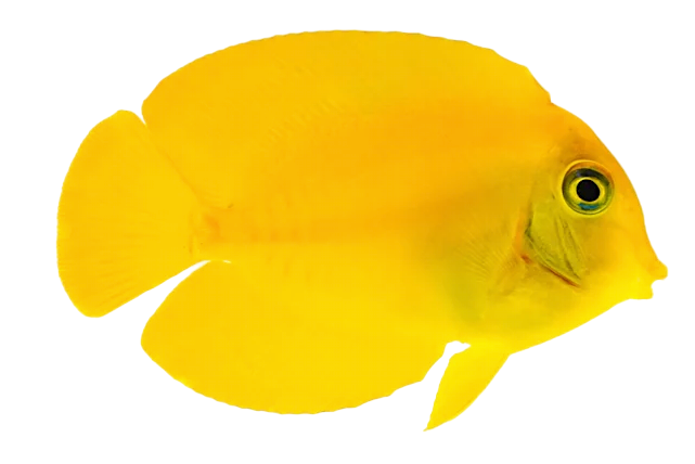 Chocolate Tang - Juvi L