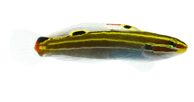 Hectors Goby