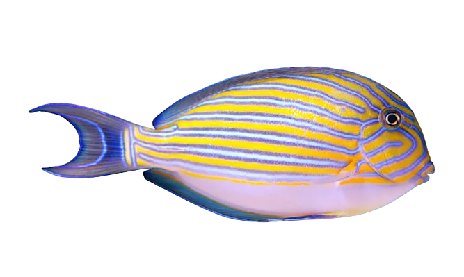 Clown Tang ML
