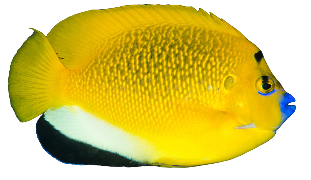 Flagfin Angel S