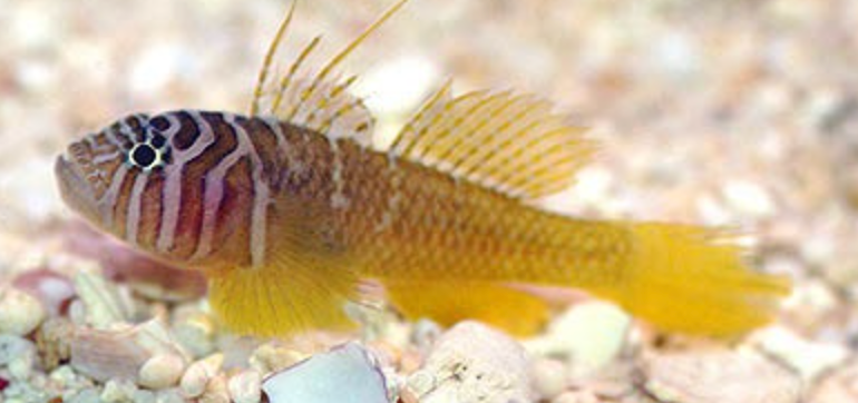 Half Barred Goby