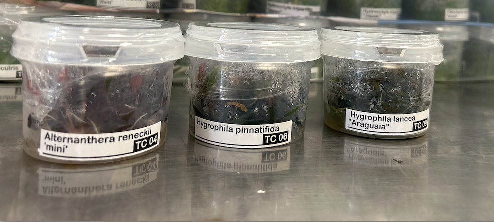 Tissue Culture FW Plants Introductory Pack