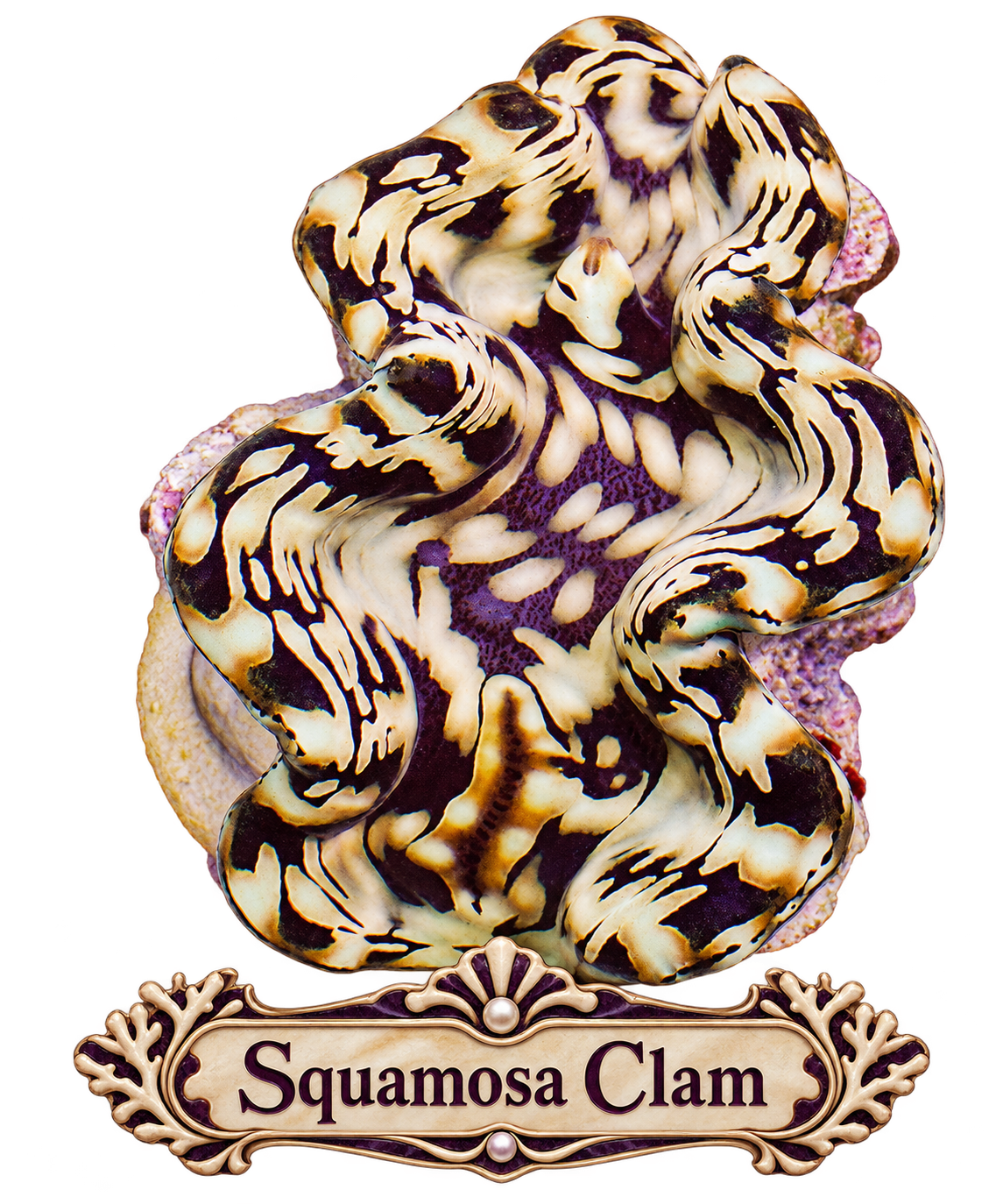 Squamosa Clam