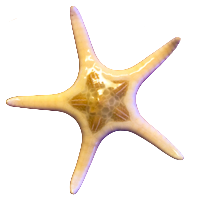 Double Starfish