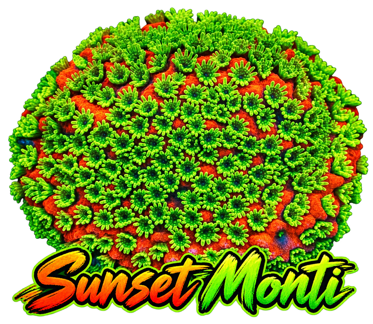 Sunset Montipora Frags
