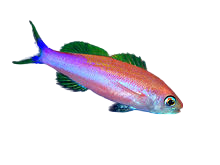 Purple Stripe Anthia RARE
