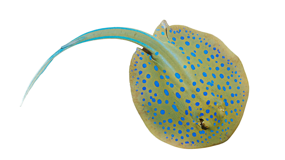 Blue Spotted Stingray