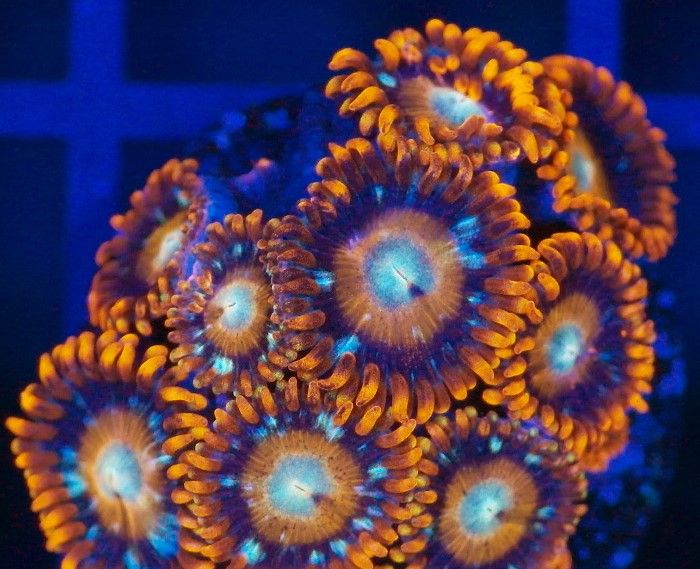 Tequilla Sunrise Zoa Frag