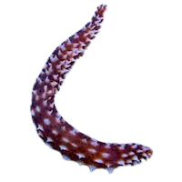 Tiger Tail Sea Cucumber