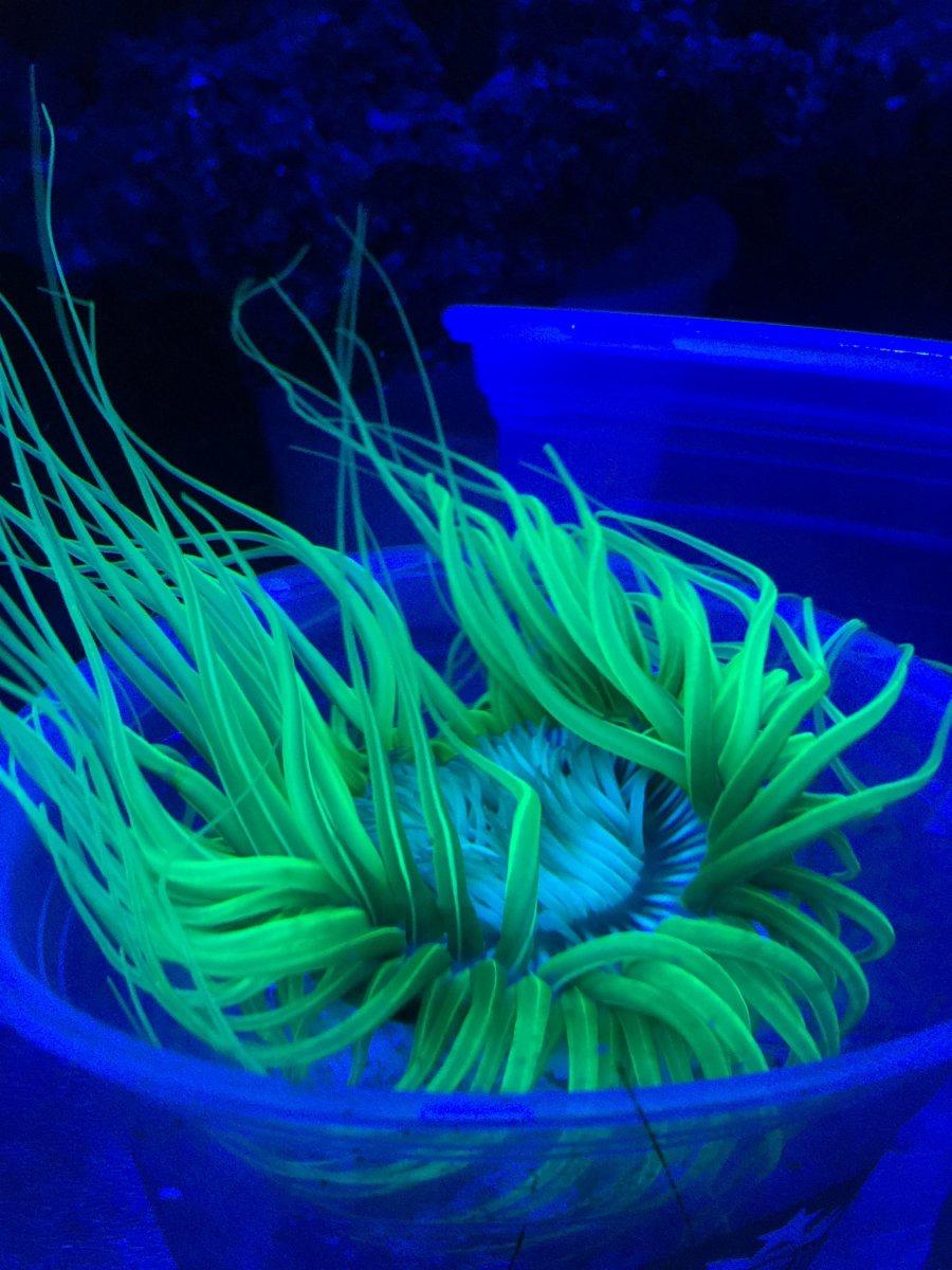 Tube Anemone - Ultra Green