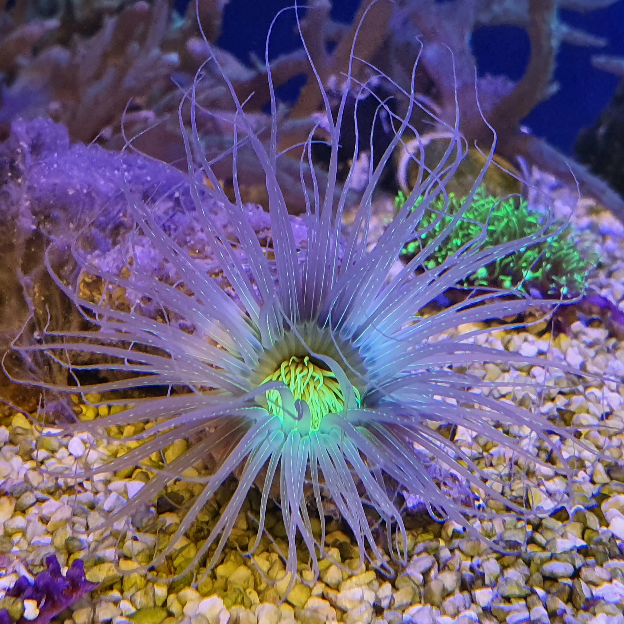 Tube Anemone - White & Neon Green Centre