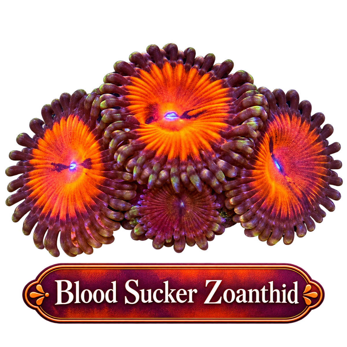 WWC Blood Sucker