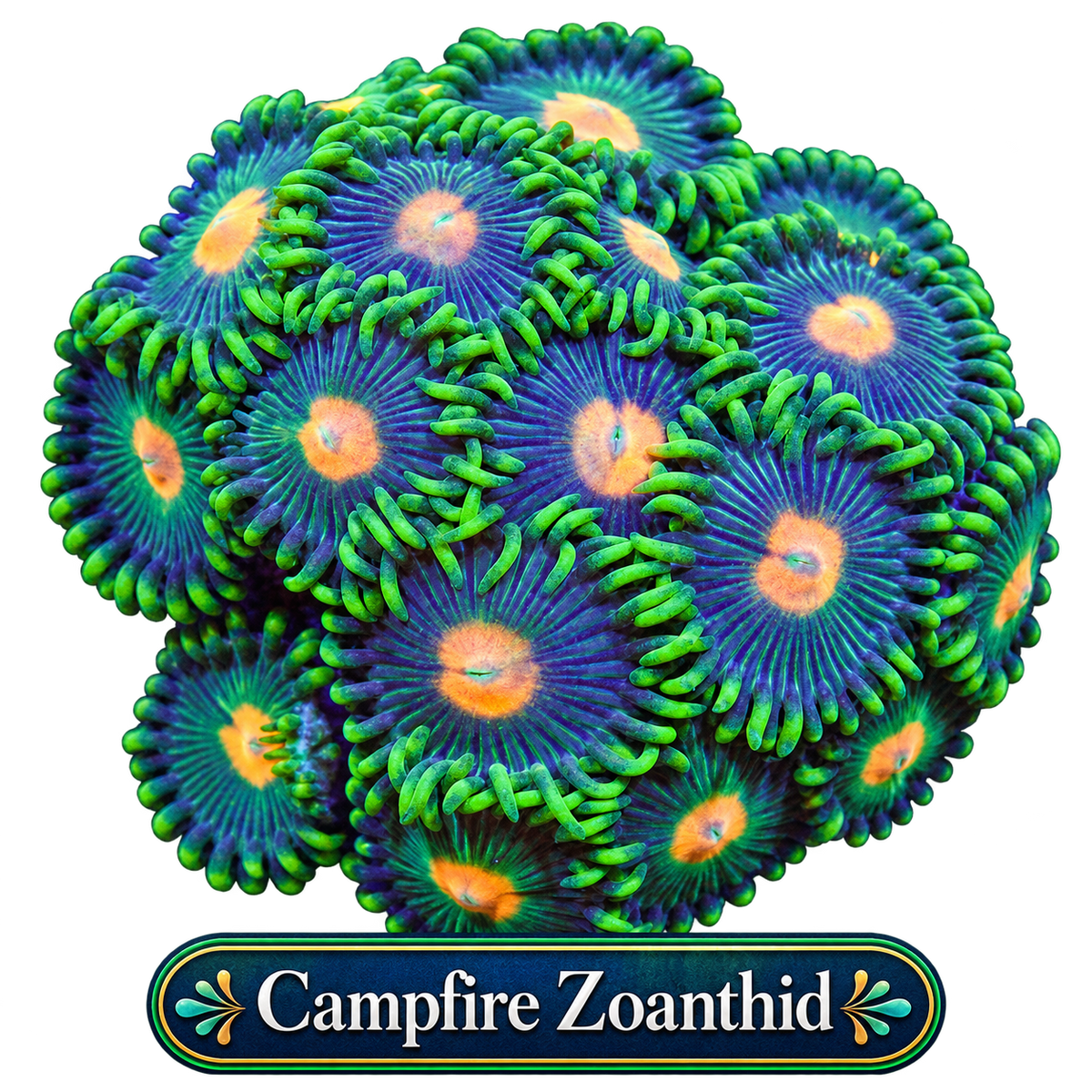 Campfire Zoa Frag