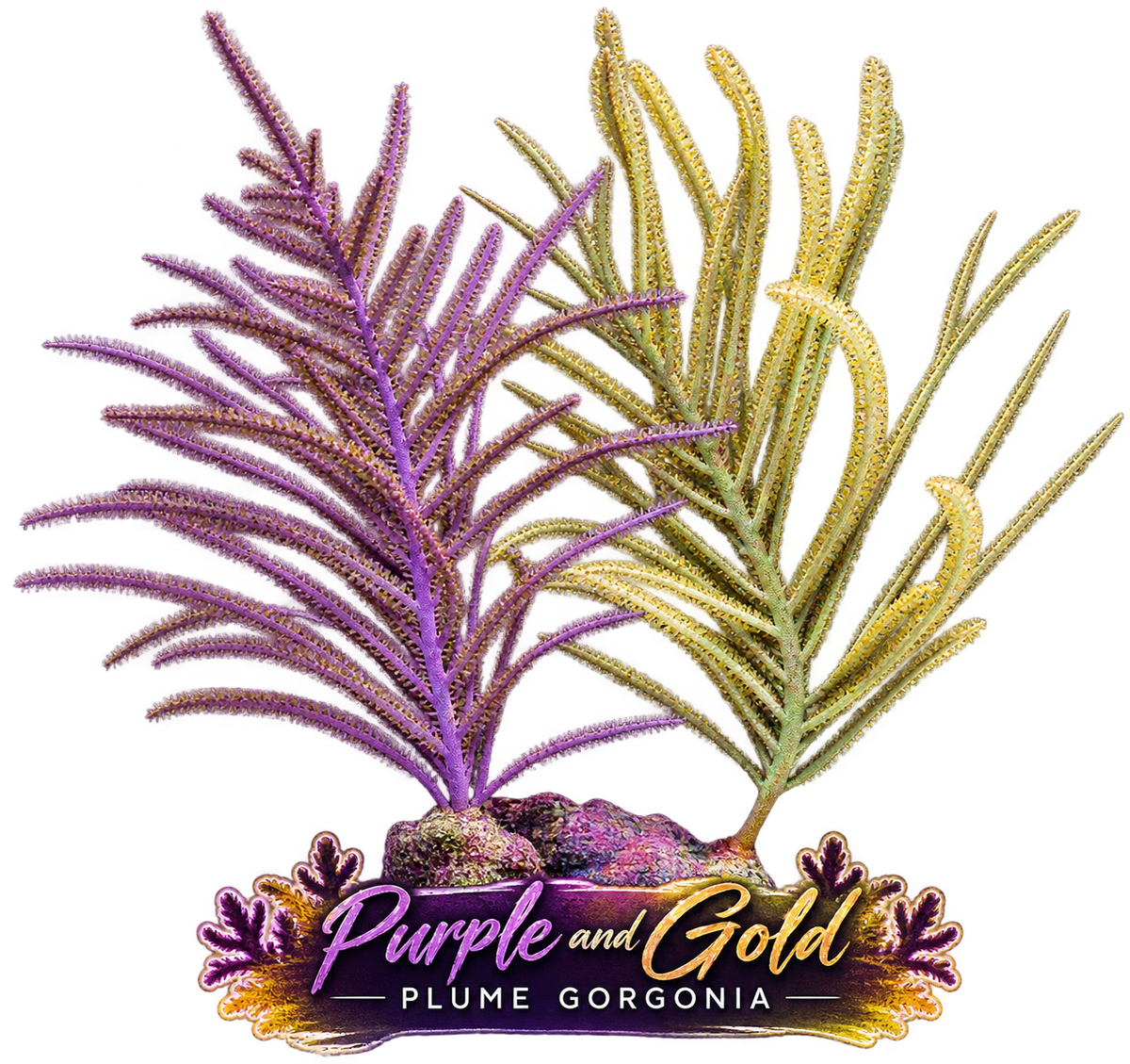 Golden Plume Photosynthetic Gorg - Easy to keep