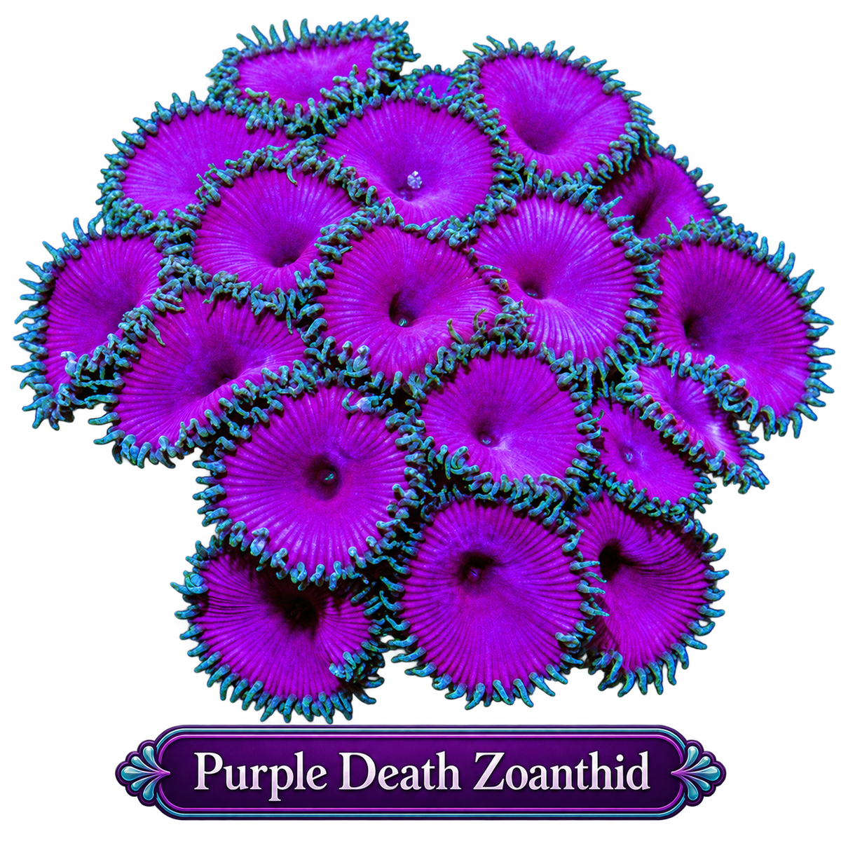 Purple Death Zoa Frag