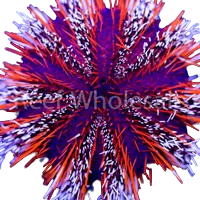 Multicolor/Halloween Urchin