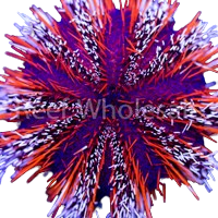 Multicolor/Halloween Urchin Large