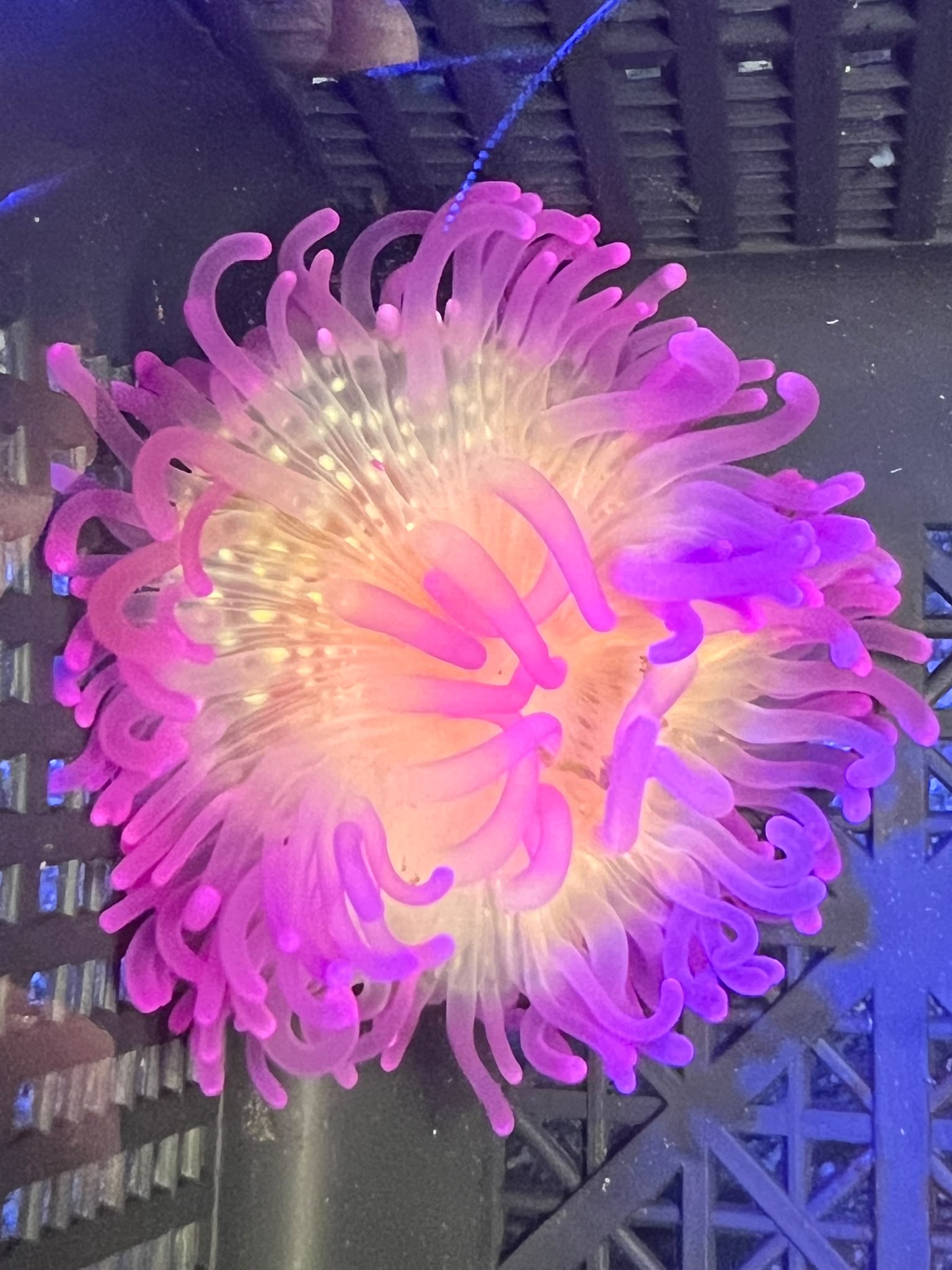 WYSIWYG Anemone #15