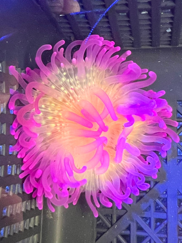 WYSIWYG Anemone #15