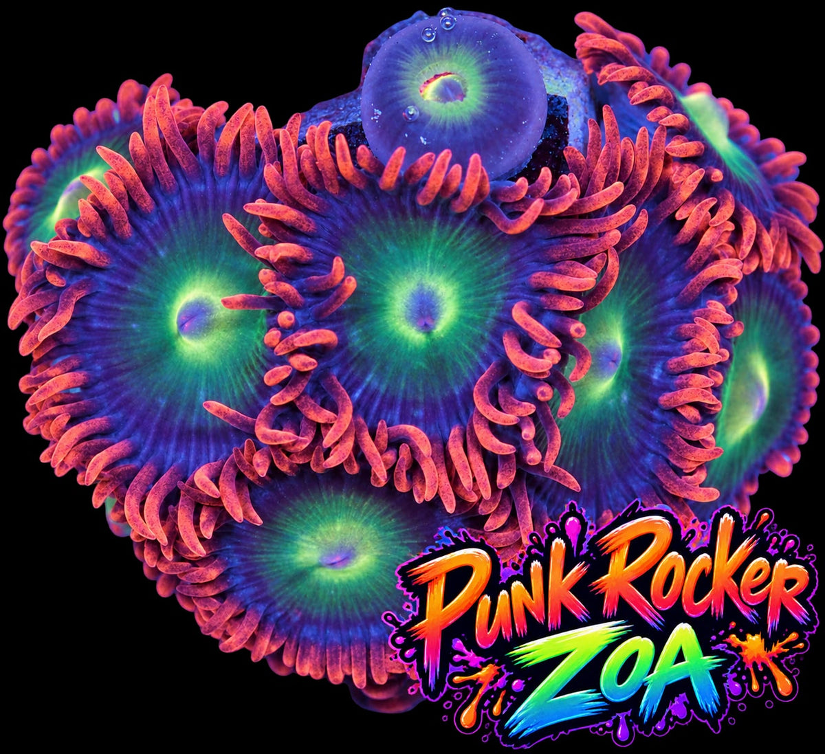 Punk Rocker Zoa Frag