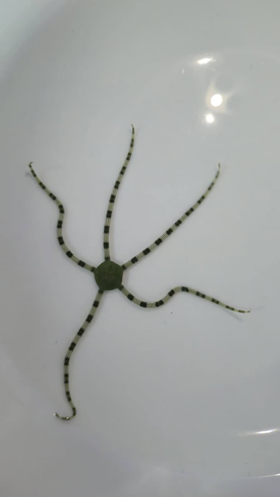 Serpent - Green Banded