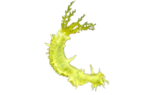 Yellow Filter Feeding Cucumber
