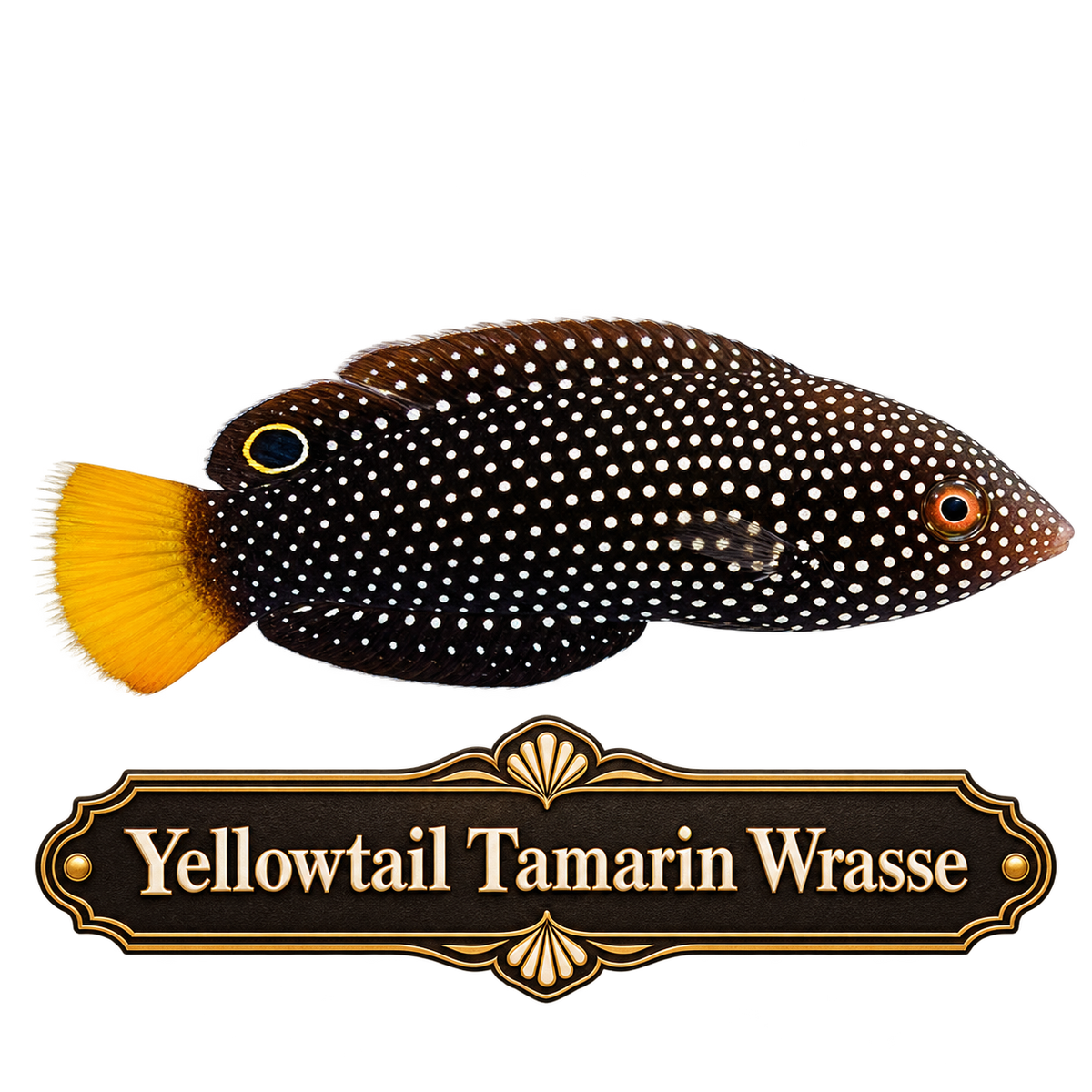 Yellow Tail Tamarin Wrasse