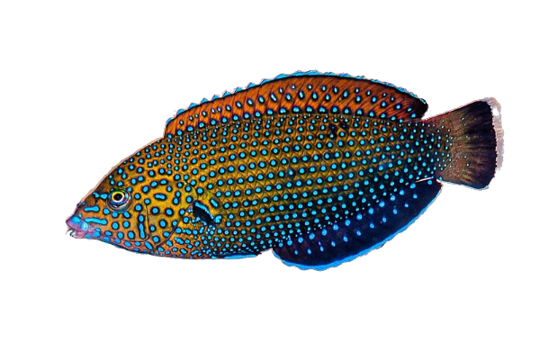 Blue Spotted Wrasse